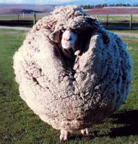 Овцой Овца